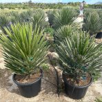 Juka vláknitá (Yucca filifera) - výška 70-80 cm, kont. C35L (-15°C)